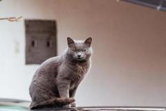 Ảnh mèo anh lông ngắn màu xám đẹp, cute