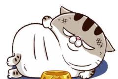 Ảnh mèo béo chibi anime đáng yêu