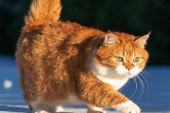 Ảnh mèo béo ú đẹo nhất