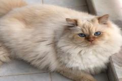 Ảnh mèo béo ú đẹo nhất