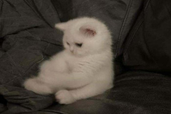 anh-avt-meo-buon-cute-1