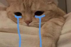Ảnh mèo buồn cute