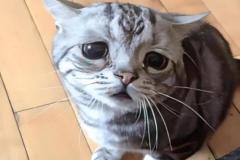 Ảnh mèo buồn cute