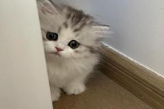 Ảnh mèo buồn cute
