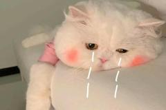 Ảnh mèo buồn cute
