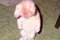 Ảnh mèo buồn cute