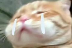 Ảnh mèo buồn cute