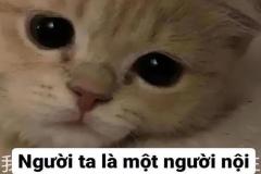 Ảnh mèo buồn meme tủi thân