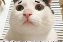 Ảnh mèo buồn meme tủi thân