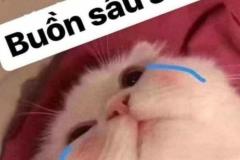 Ảnh mèo buồn meme tủi thân