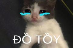 Ảnh mèo buồn meme tủi thân