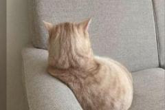 Ảnh mèo buồn, ảnh mèo tâm trạng