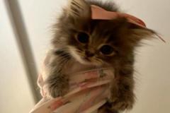 Ảnh mèo cái cute 