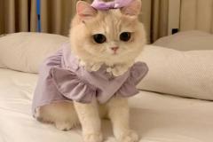 Ảnh mèo cái cute 