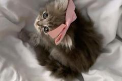 Ảnh mèo cái cute 