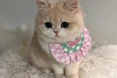Ảnh mèo cái cute 