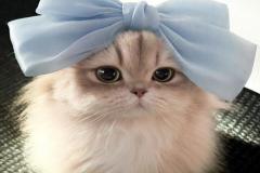 Ảnh mèo cái cute 