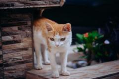 Ảnh mèo cáid đẹp nhất