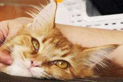 Ảnh mèo cáid đẹp nhất