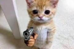 Ảnh mèo cầm súng meme hài hước đáng yêu