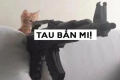 Ảnh mèo cầm súng meme hài hước đáng yêu