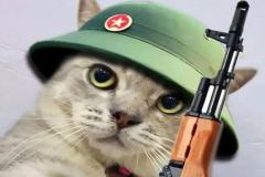 Ảnh mèo cầm súng meme hài hước đáng yêu