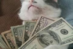 Ảnh mèo cầm tiền meme hài hước