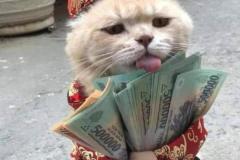 Ảnh mèo cầm tiền meme hài hước