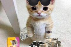 Ảnh mèo cầm tiền meme hài hước