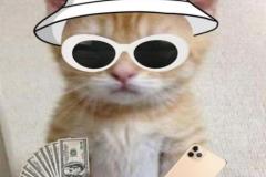 Ảnh mèo cầm tiền meme hài hước