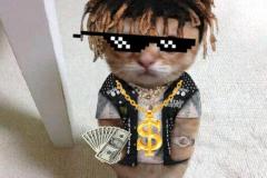 Ảnh mèo cầm tiền meme ngầu bá cháy