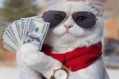Ảnh mèo cầm tiền meme ngầu bá cháy