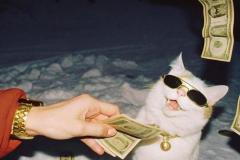 Ảnh mèo cầm tiền meme ngầu bá cháy