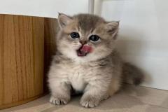 Ảnh mèo chân ngắn đáng yêu