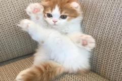 Ảnh mèo chân ngắn đáng yêu