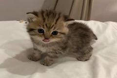 Ảnh mèo chân ngắn đáng yêu