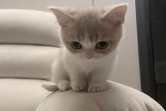 Ảnh mèo chân ngắn đáng yêu