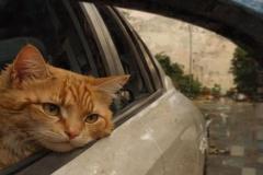 1_anh-meo-chill-buon-1