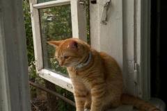 1_anh-meo-chill-buon-cute-1