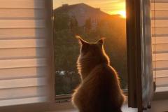 anh-meo-chill-buon-1