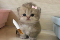Ảnh mèo con cute