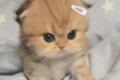 Ảnh mèo con cute