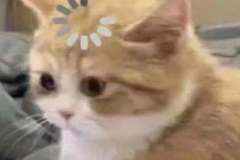 Ảnh mèo con cute