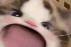 Ảnh mèo con cute
