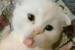 Ảnh mèo con cute