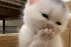 Ảnh mèo con cute