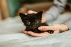 Ảnh mèo con cute