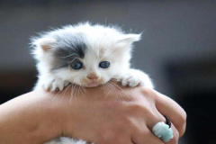 Ảnh mèo con cute