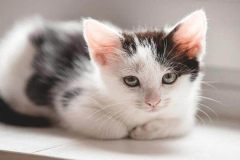 Ảnh mèo con cute