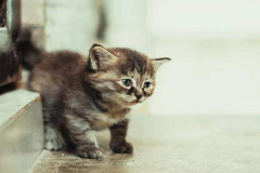 Ảnh mèo con cute